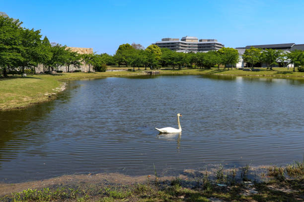 istock A swan floating on the surface of a pond 1298780376