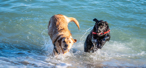 istock Dogs playing at the beach 1298781745