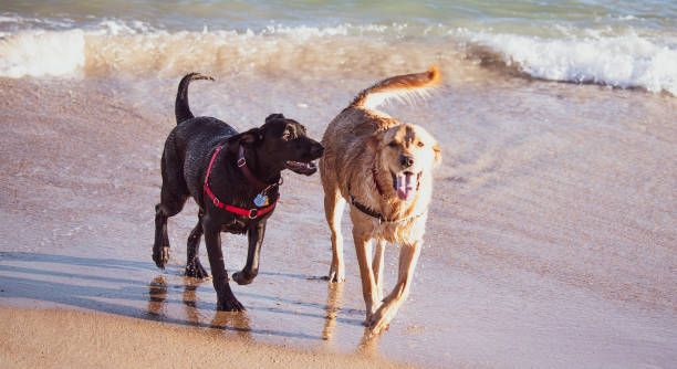 istock Dogs playing at the beach 1298781857