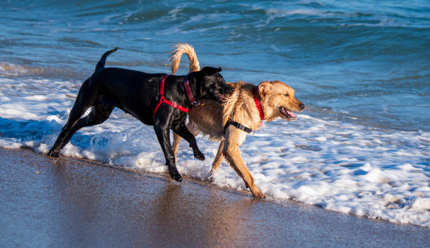 istock Dogs playing at the beach 1298781918