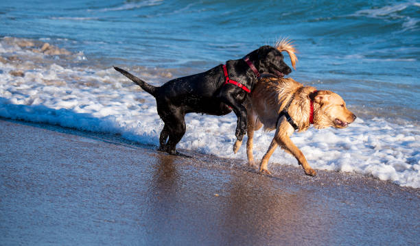 istock Dogs playing at the beach 1298781943