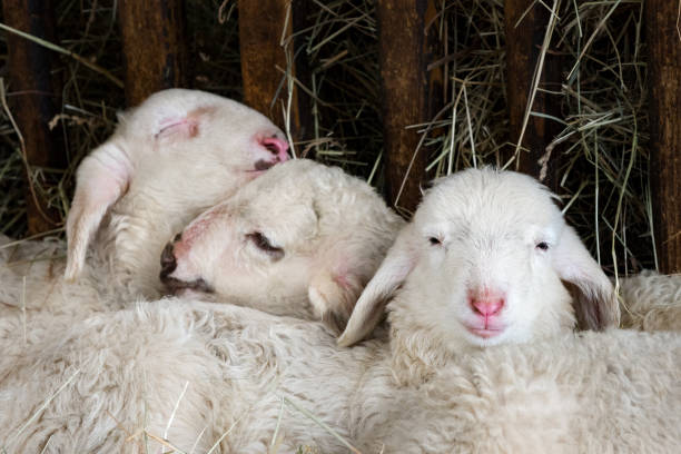 Baby cute lamb in a stable in spring