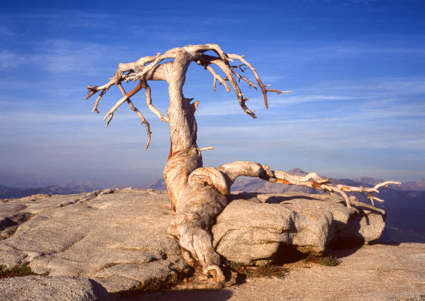 Gnarled jefferey pine tree atop Yosemite's Sentinel Dome at sunset with cloud formation in background..