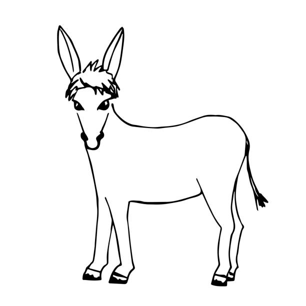 stockillustraties, clipart, cartoons en iconen met met de hand getekende eenvoudige zwarte omtrekvectortekening. een schattige ezel, dier, in volle groei. boerderij vee. - shooting star