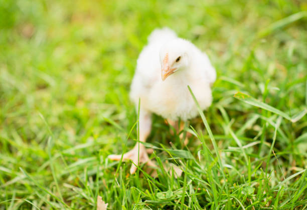 A photo of an adorable baby chick walking on grass.