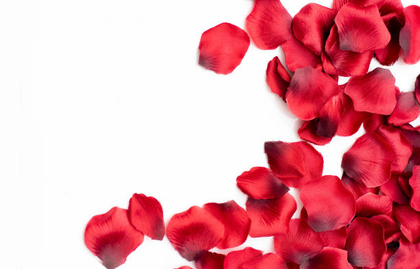 istock Red rose petals on white background 1298791275