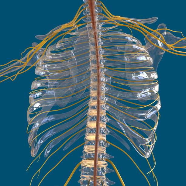 istock Human Nervous System Anatomy For Medical Concept 3D 1298791686