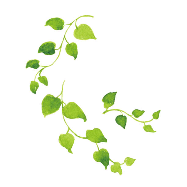 ilustrações de stock, clip art, desenhos animados e ícones de green leave watercolor on white background - fern forest ivy leaf