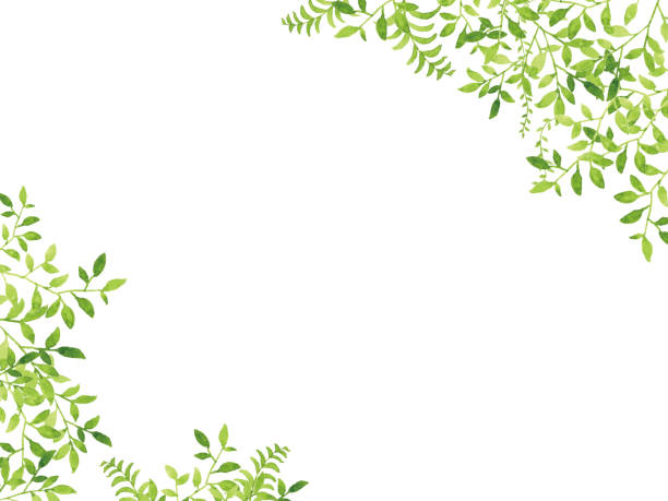 ilustrações de stock, clip art, desenhos animados e ícones de green leave watercolor on white background - fern forest ivy leaf