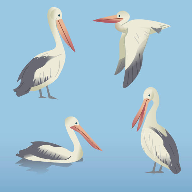 Group of floating, standing and flying Pelican water birds Large long beaked white Pelicans in various positions pelican stock illustrations