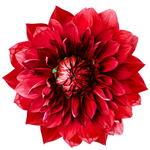 istock red  dahlia. Flower on a white isolated background with clipping path.  For design.  Closeup.  Nature. 1298804445
