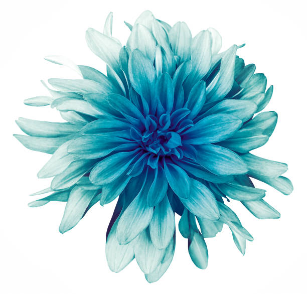 istock Turquoise-blue  dahlia  flower white  background isolated  with clipping path. Closeup. For design. Nature. 1298804477