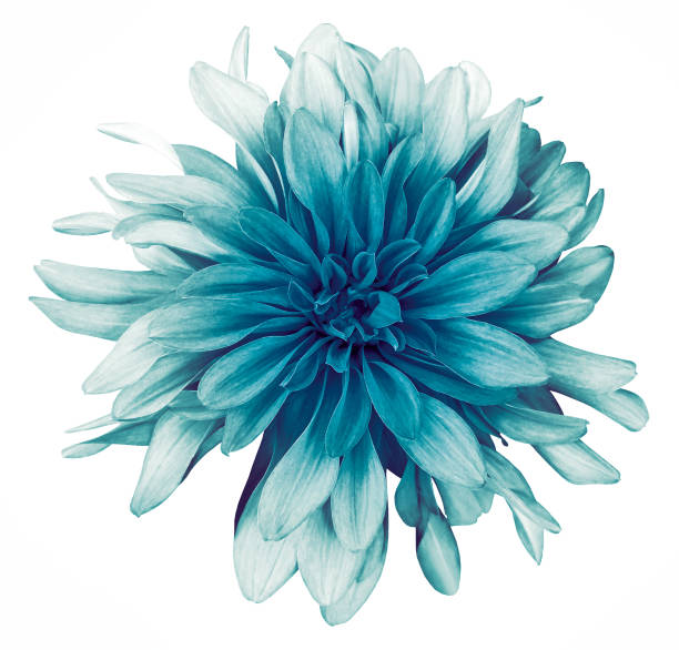 istock Light turquoise  dahlia  flower white  background isolated  with clipping path. Closeup. For design. Nature. 1298804882