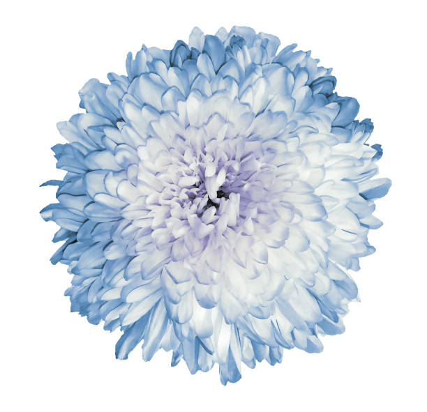 istock Light blue  chrysanthemum  flower.  White isolated background with clipping path.   Closeup  no shadows.  For design.  Nature. 1298804911