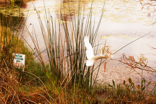 A snowy egret in flight in a Florida Wetland Mitigation Area