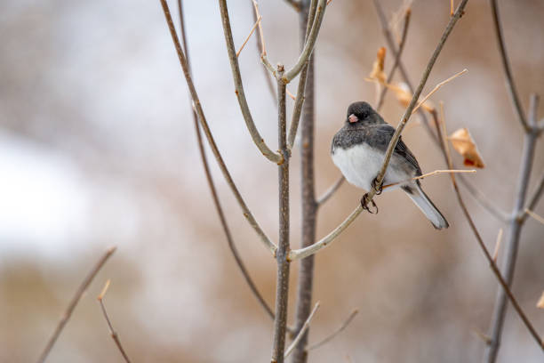istock Dark-eyed Junco in winter 1298807917