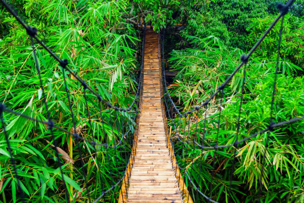 Suspension pedestrian bridge made from natural bamboo Traditional construction suspension pedestrian bridge made from natural bamboo. Cable bridge crossing river in tropical jungle. Footbridge over treetops and green bamboo thickets bamboo bridge stock pictures, royalty-free photos & images