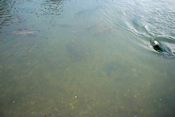 feeding trout fish in crystal clear lake - rainbow trout imagens e fotografias de stock