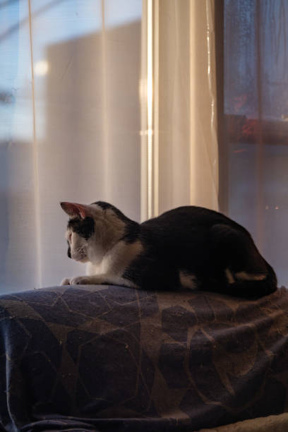 istock Single black and white cat looking through a window with a sheer curtain and light on its face 1298811855