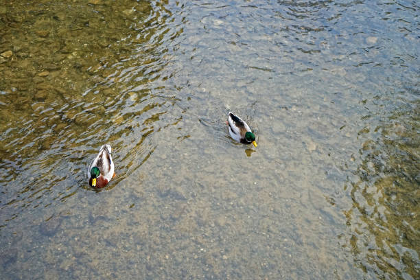Domestic bird on crystal clear water