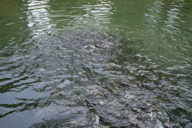 feeding trout fish in crystal clear lake - trout fishing imagens e fotografias de stock