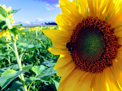 Close-up of a sunflower in a field, with a bee on it