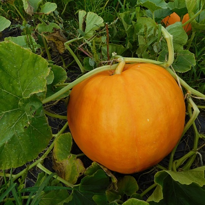 A small, round, orange pumpkin growing on the vine