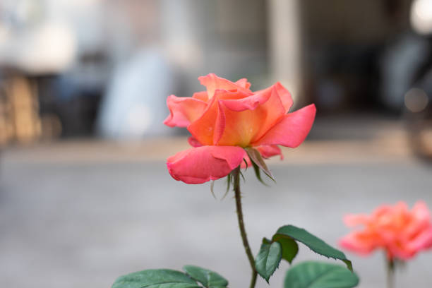 Rose in garden on blur background.