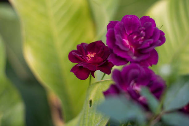 Rose in garden on blur background.