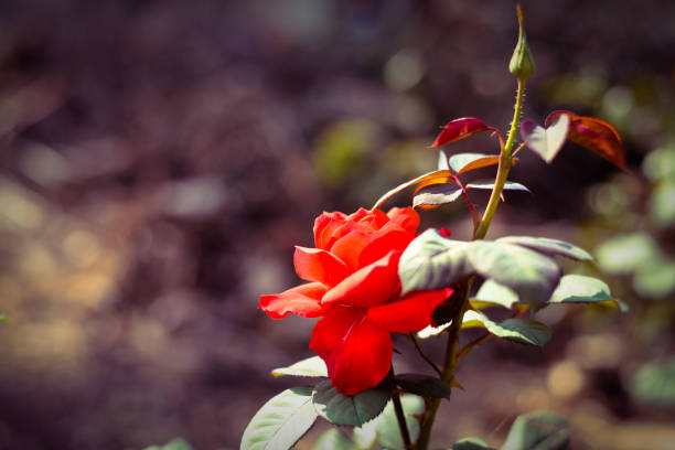 Rose in garden on blur background.