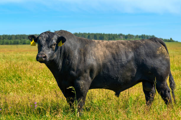 istock A black angus bull stands on a green grassy field 1298817421