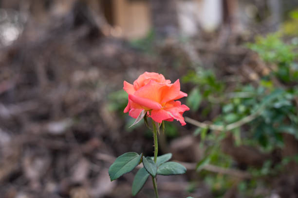 Rose in garden on blur background.