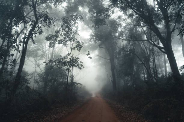 istock Fog and trees in the tropical forest 1298817863