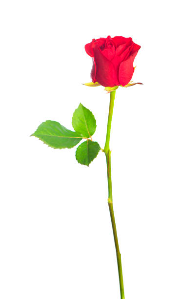 istock beautiful red rose on a white background 1298822677