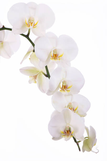 istock Branch with tropical orchid flowers on white background 1298822775