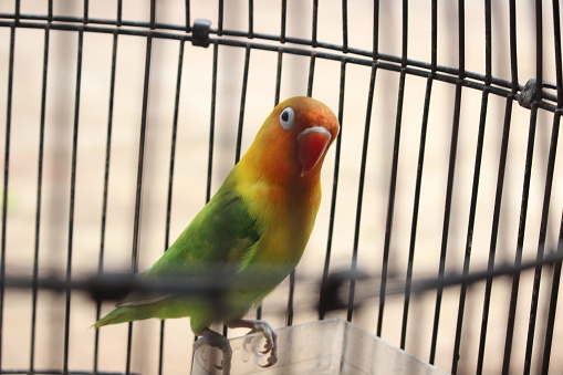 Yellow, green and red canary