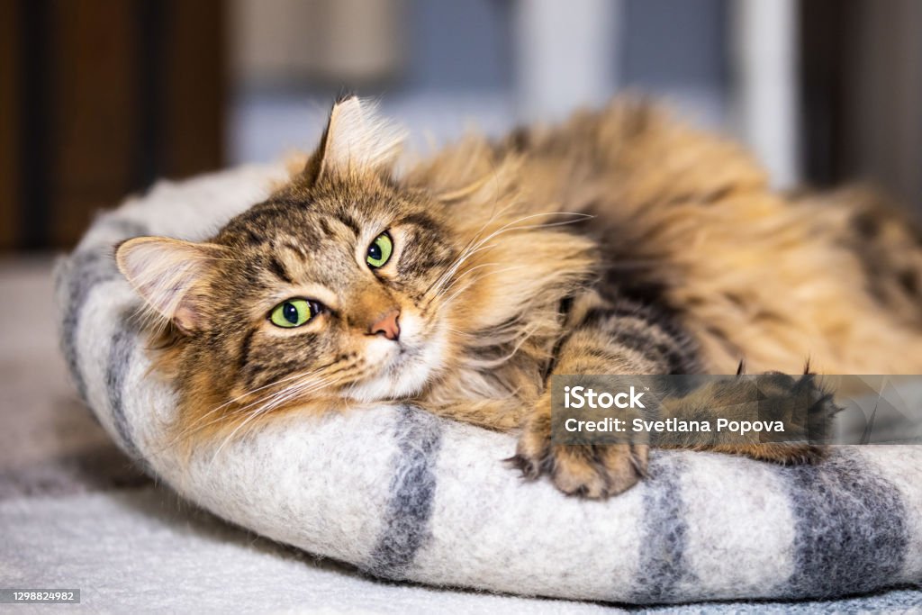 A happy long haired brown tabby cat is relaxing on a felt cat bed at home holding his paws crossed in front of him Domestic Cat Stock Photo