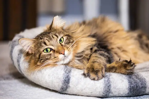 Photo of A happy long haired brown tabby cat is relaxing on a felt cat bed at home holding his paws crossed in front of him