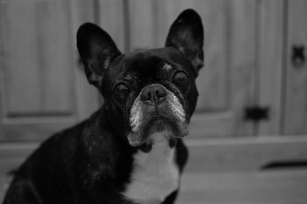 lifestyle, dog, Frenchie, coat, napping