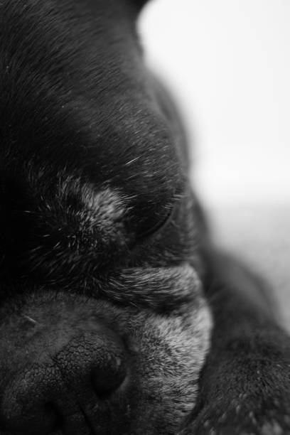 istock Old French Bulldog 1298825244