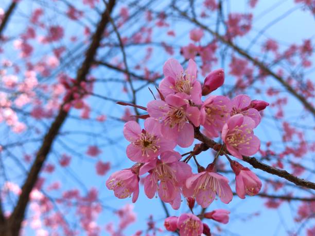 istock Beautiful cherry blossoms blooming in park, Sakura flower background. 1298826586
