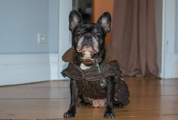 istock Old French Bulldog 1298826740