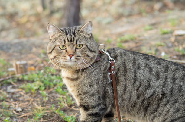 istock A pet cat on a walk in a pine forest. 1298830414