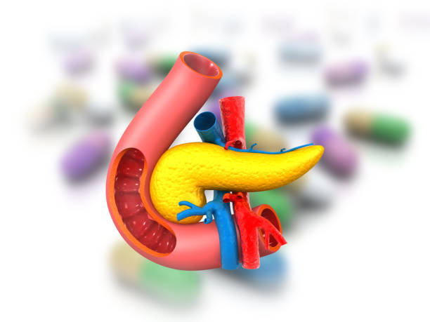 istock Pancreas anatomy on medical background 1298831013