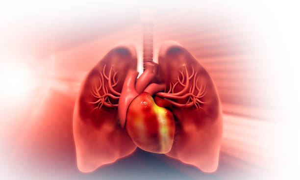 istock Human respiratory system anatomy 1298831060
