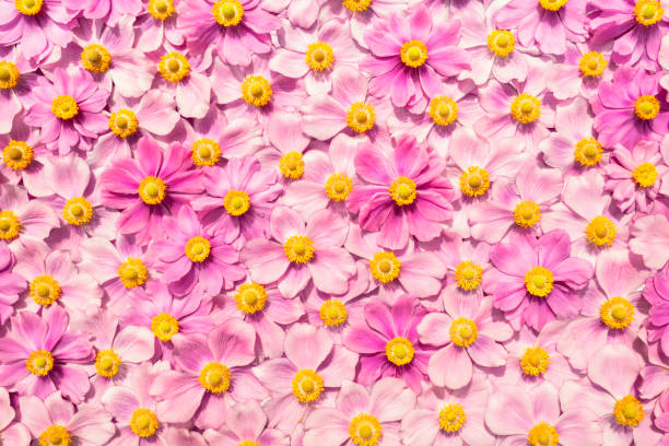pink flowers background autumn anemone autumn anemone japanese anemone windflower flower anemone flower stock pictures, royalty-free photos & images