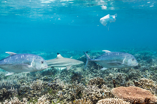 Black tip reef shark and fish swimming over coral in clear blue ocean water with plastic face mask pollution