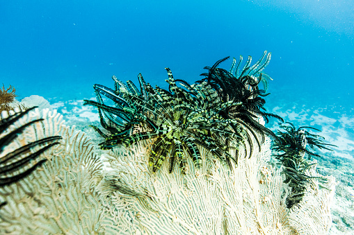 Feather star on soft coral head in tropical blue ocean water