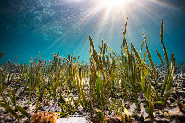 Sea grass with sun rays shining on ocean floor