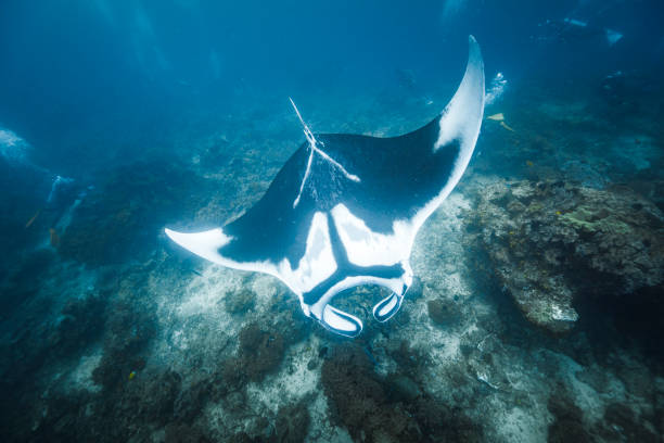 istock Manta ray swimming through bubbles from scuba divers in the blue Pacific Ocean 1298836482